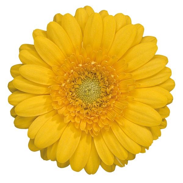 GERMINI BANANA (secure boxed)