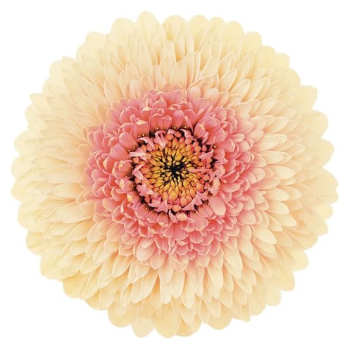 GERMINI BOLERO JAYJAY (SECURE BOXED)