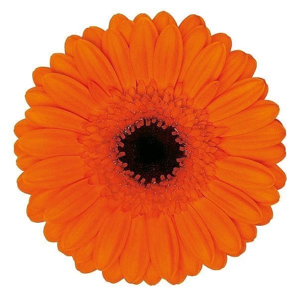 GERMINI CARAMBA (BUNCHED)