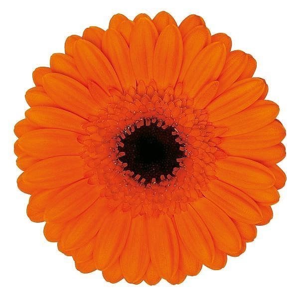 GERMINI CARAMBA (SECURE BOXED)