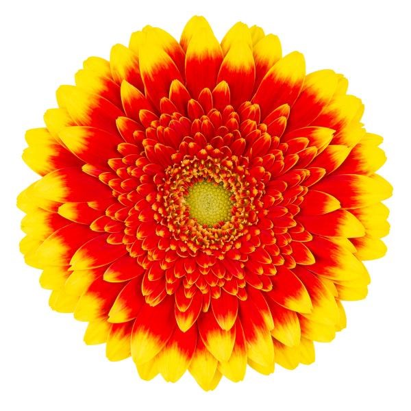 GERMINI DALI X 30 | Wholesale Dutch Flowers & Florist Supplies UK