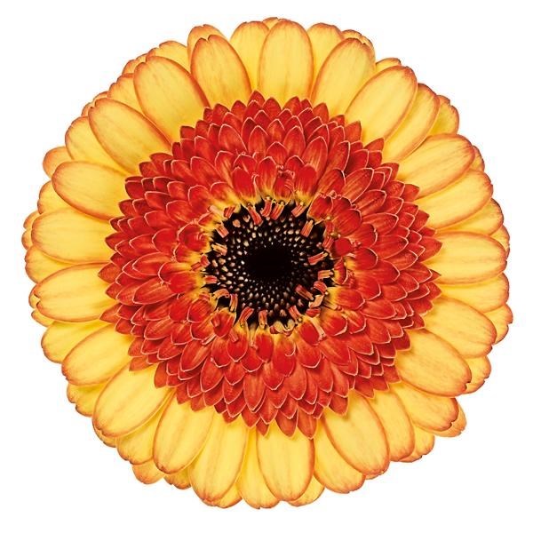 GERMINI DECORA (BUNCHED)