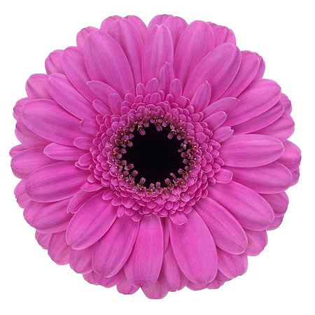 GERMINI DOLCETTO (SECURE BOXED)