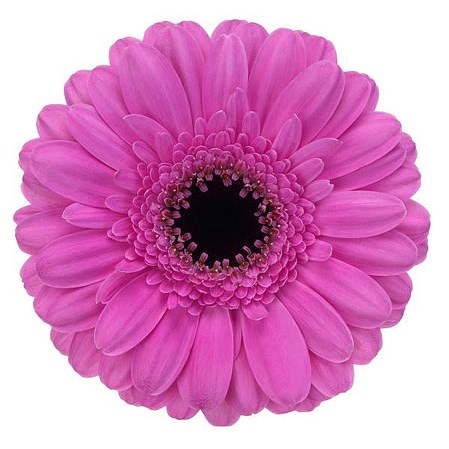 GERMINI DOLCETTO (SECURE BOXED)