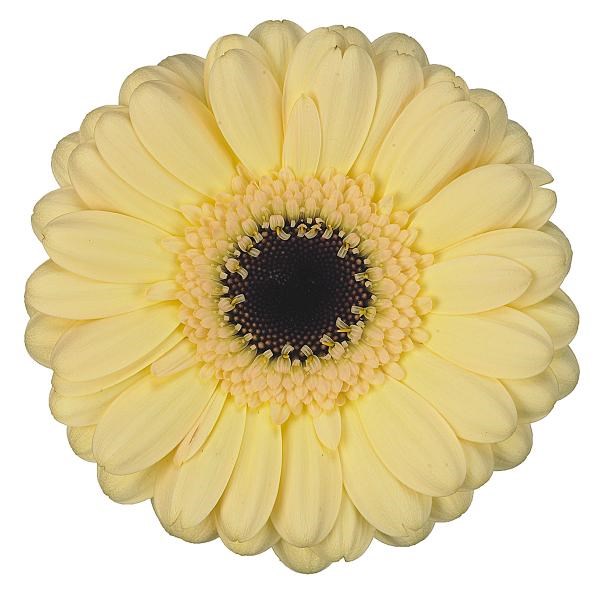 GERMINI EPIC x 60 | Wholesale Dutch Flowers & Florist Supplies UK