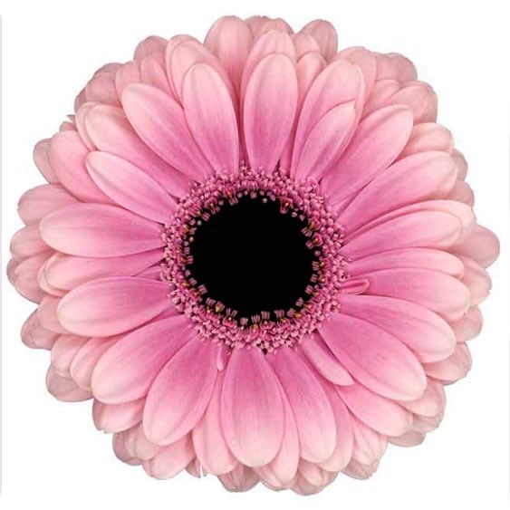 GERMINI ESMEE (GROWER PACK)