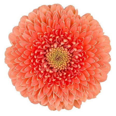 GERMINI GERPONI JIVE (BUNCHED)