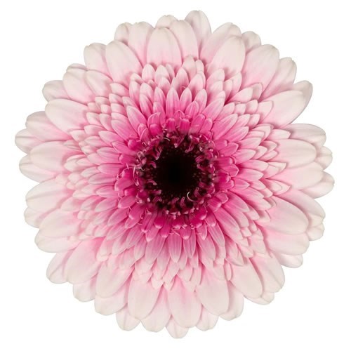 GERMINI HERRERA (SECURE BOXED)