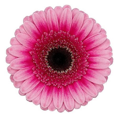 GERMINI ISABELLE (SECURE BOXED)