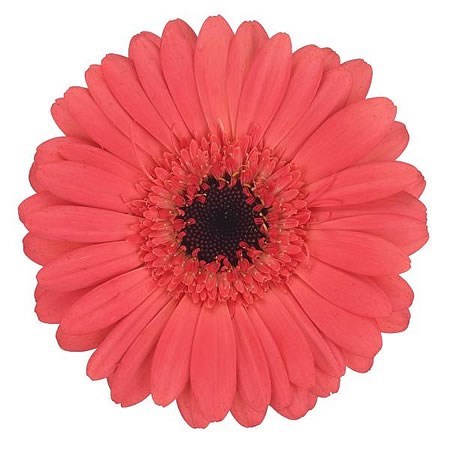 GERMINI JENNA x 60 | Wholesale Dutch Flowers & Florist Supplies UK