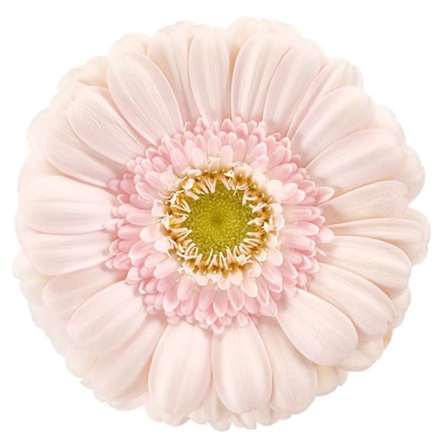 GERMINI LAVIE (SECURE BOXED)