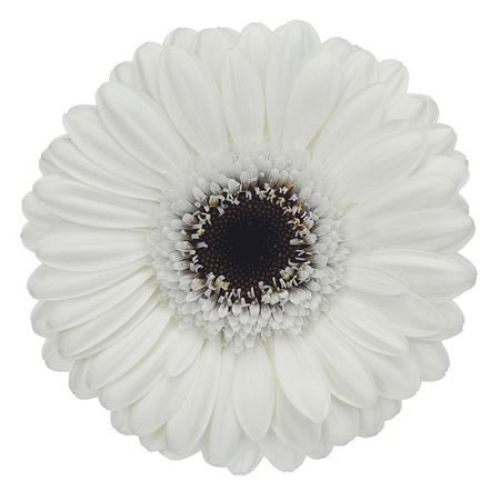 GERMINI LIDO (GROWER PACK)