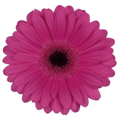 GERMINI LILLIAN (SECURE BOXED)