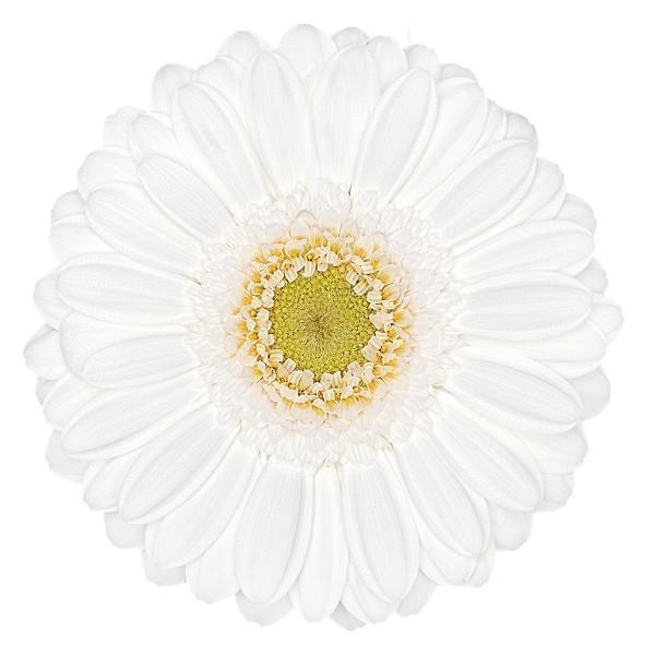GERMINI LOBBY (SECURE BOXED)