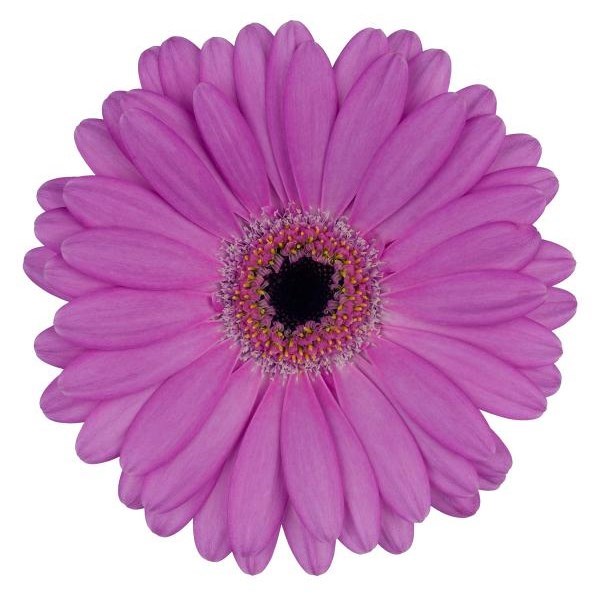 GERMINI LOIS (BUNCHED)