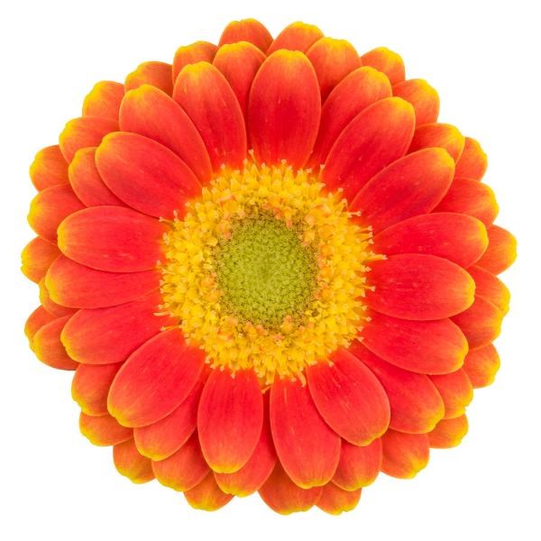 GERMINI MICRO LULU (SECURE BOXED) | Wholesale Dutch Flowers & Florist ...