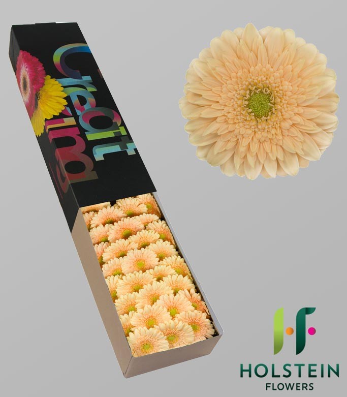 GERMINI MOET (secure boxed)