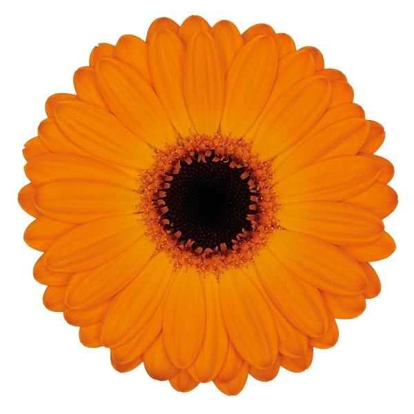 GERMINI NACHO (SECURE BOXED)