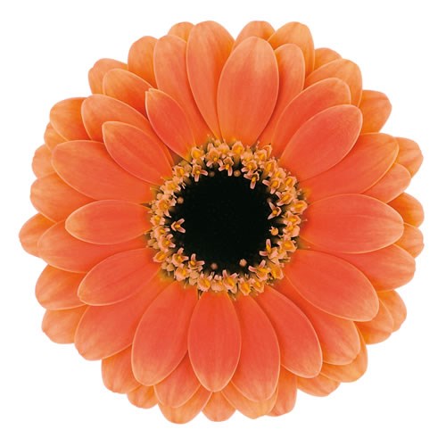 GERMINI NANO ASSISI (SECURE BOXED) | Wholesale Dutch Flowers & Florist ...