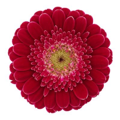 GERMINI NANO PICCOLINI DITELLA (BUNCHED)