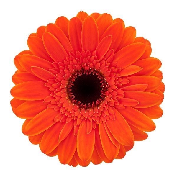 GERMINI NEMO (SECURE BOXED)