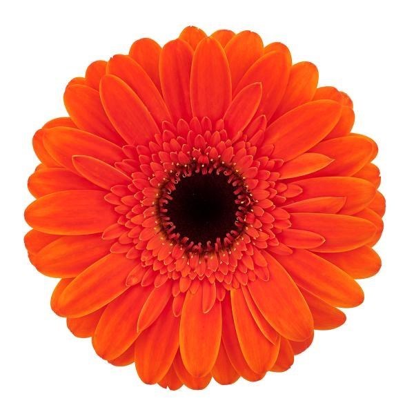 GERMINI NEMO (SECURE BOXED) | Wholesale Dutch Flowers & Florist Supplies UK