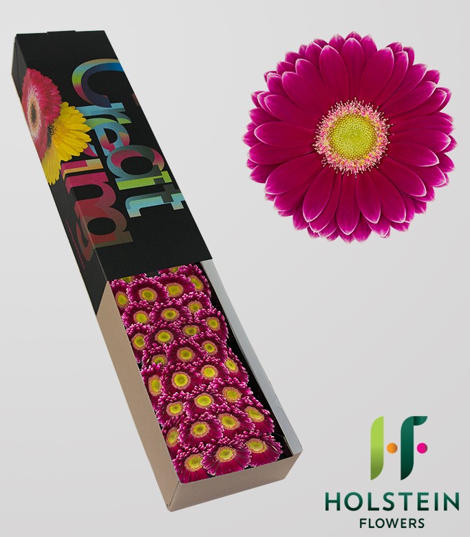 GERMINI NOUD (secure boxed)