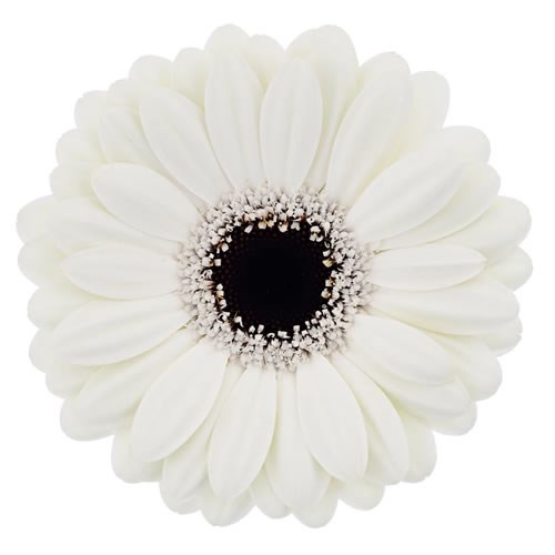 GERMINI OLAF (SECURE BOXED)