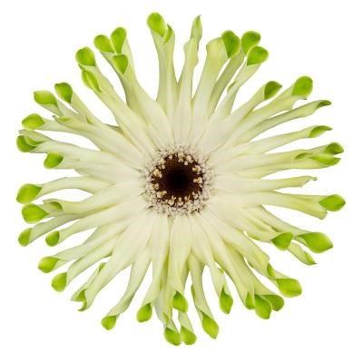 GERMINI PASTINI ARONA (SECURE BOXED)