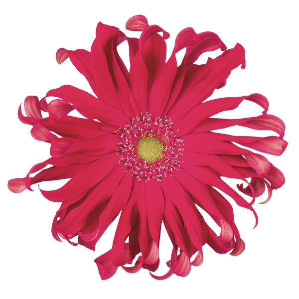 GERMINI PASTINI ROMA X 50 | Wholesale Dutch Flowers & Florist Supplies UK