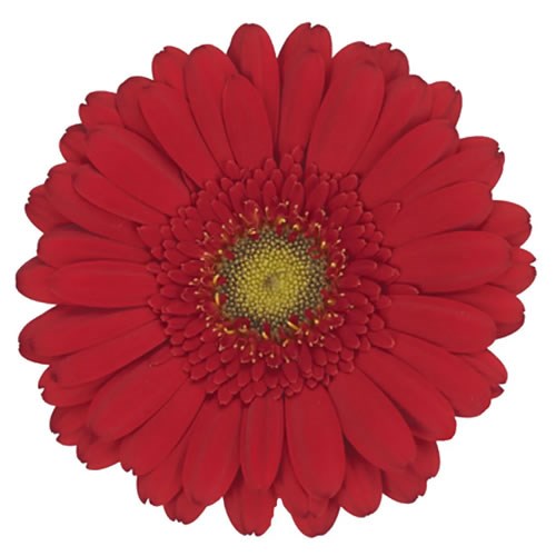 GERMINI PHOENIX (SECURE BOXED)