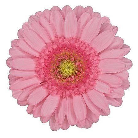 GERMINI PINKY (SECURE BOXED)
