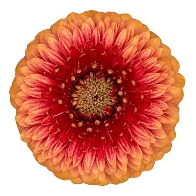 GERMINI POMPONI BEAKER (SECURE BOXED)