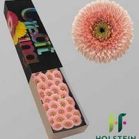 GERMINI POMPONI BELFI (SECURE BOXED)