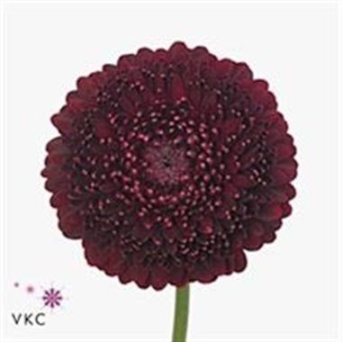GERMINI POMPONI BLACK PEARL (secure boxed)