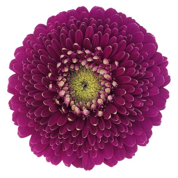 GERMINI POMPONI JAPIO (SECURE BOXED)