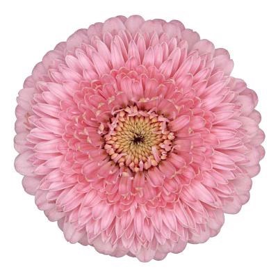 GERMINI POMPONI PIGGY (SECURE BOXED)