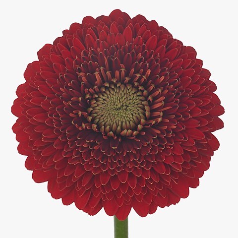 GERMINI POMPONI RED LIGHT (BUNCHED)