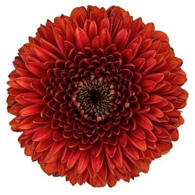 GERMINI POMPONI RIZZO (SECURE BOXED) | Wholesale Dutch Flowers ...