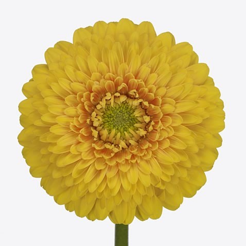 GERMINI POMPONI SUNLIGHT (SECURE BOXED)