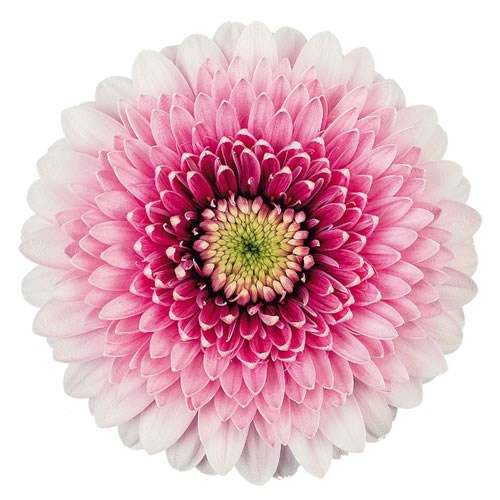 GERMINI POMPONI TRACY (SECURE BOXED)