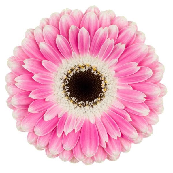 GERMINI PUCK (SECURE BOXED)