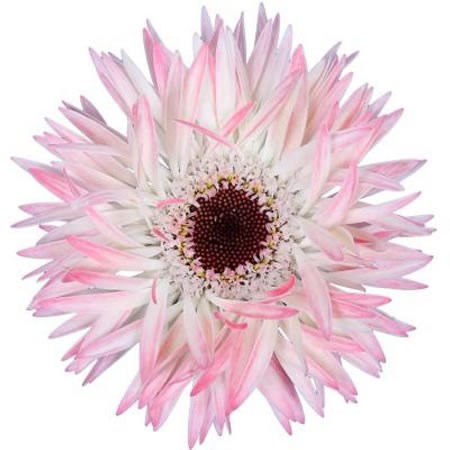 GERMINI PUNKI DONNY X 60 | Wholesale Dutch Flowers & Florist Supplies UK