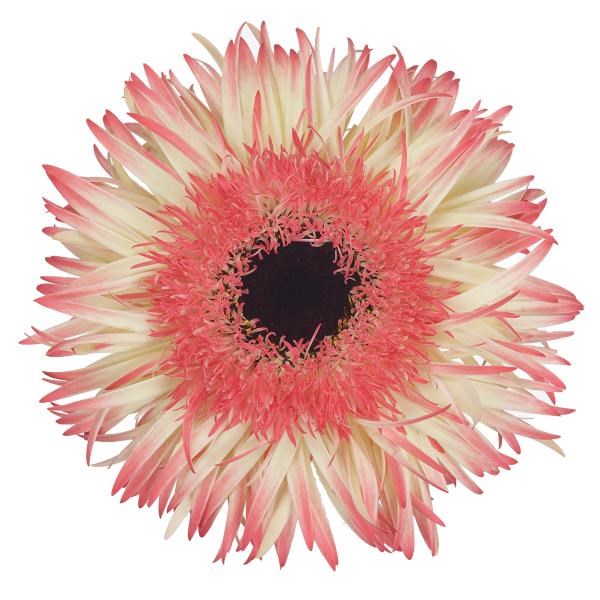 GERMINI PUNKI LUNE X 50 | Wholesale Dutch Flowers & Florist Supplies UK