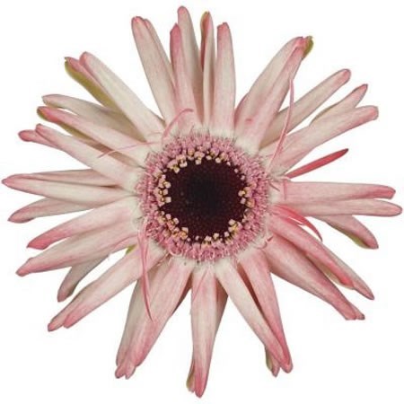 GERMINI QUEENI IMANI (SECURE BOXED)