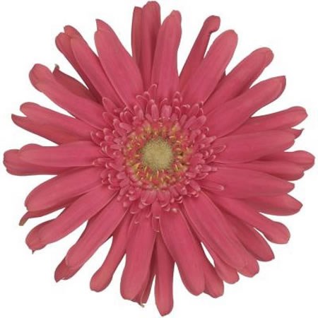 GERMINI QUEENI JULIETTE (SECURE BOXED)