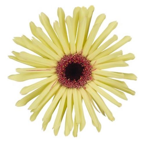 GERMINI QUEENI KEONI (SECURE BOXED)