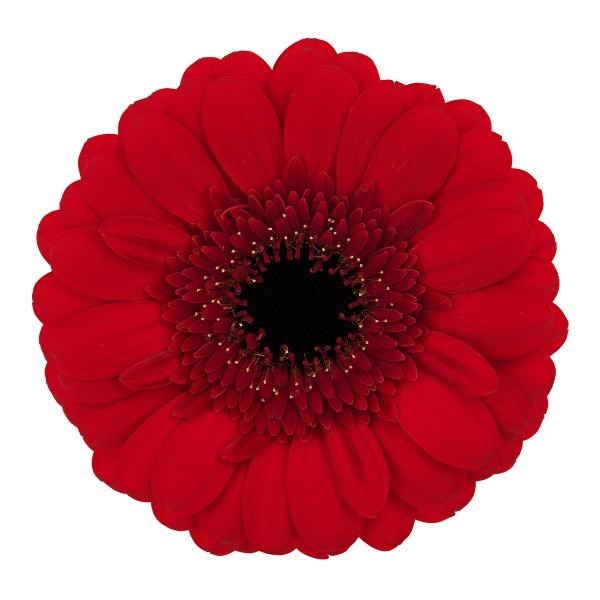 GERMINI RED RUBY (SECURE BOXED)