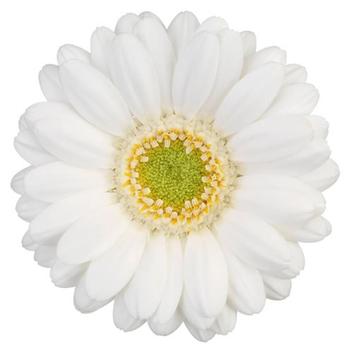 GERMINI RINGO (SECURE BOXED)