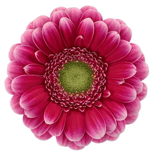 GERMINI SARY (SECURE BOXED)